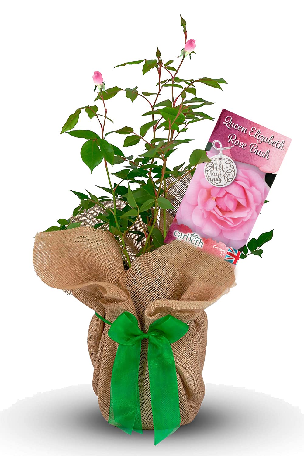 Queen Elizabeth Rose Bush - Gift Wrapped Rose Bush In a 3 Litre Pot