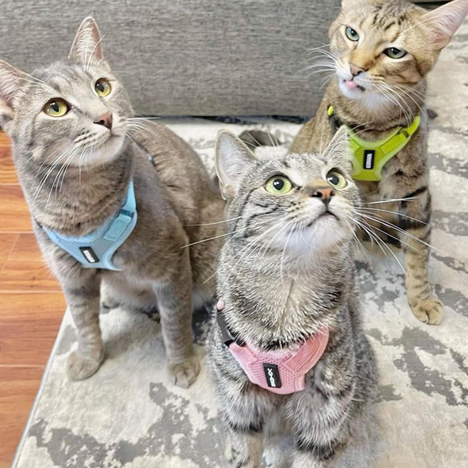 Voyager Step-in Lock Cat Harness and Reflective Cat Leash with Neoprene Handle by Best Pet Supplies - Supports Small, Medium and Large Breed Cats, Pink, size XXXS - 5ft — view 7