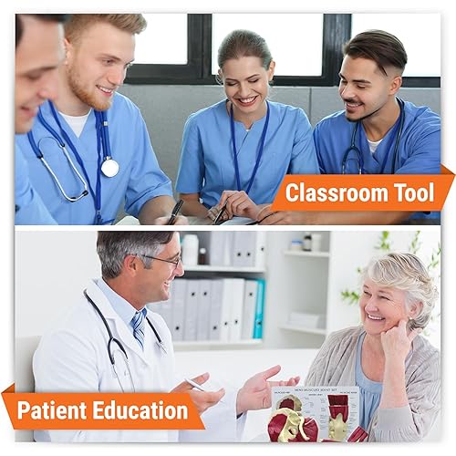 Miniatura 8 de Modelo de articulación de rodilla con músculos, réplica de anatomía del cuerpo humano de la articulación de rodilla muscular normal para médicos,