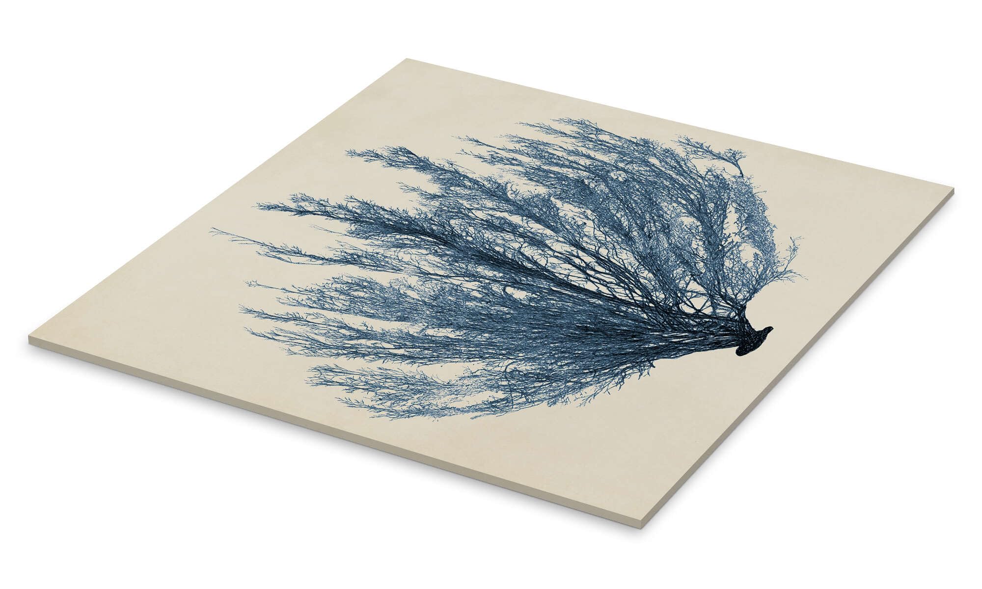 Posterlounge Corail indigo V Tableau en verre acrylique