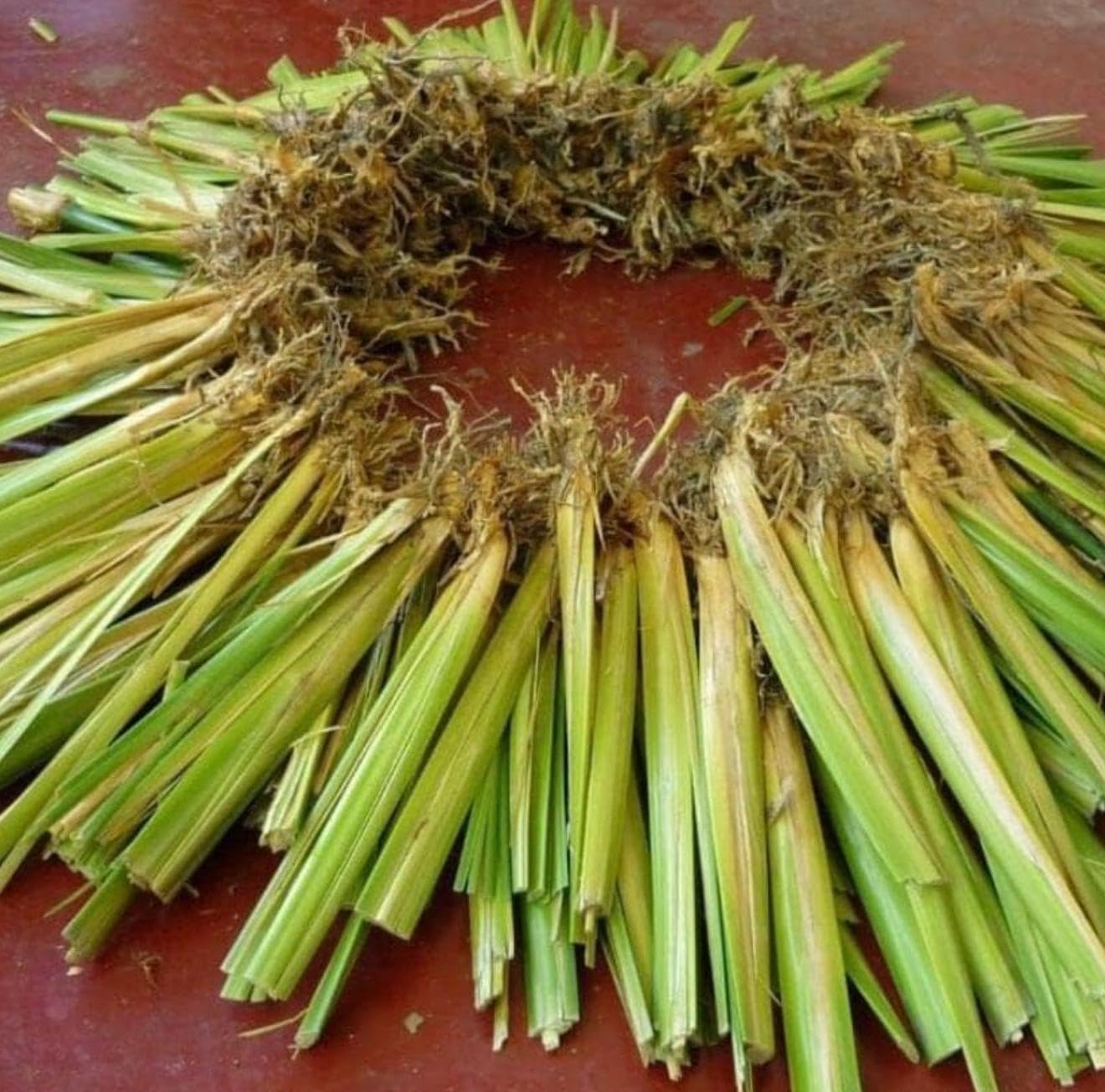 Vetiver | 10 unidades/Raíces