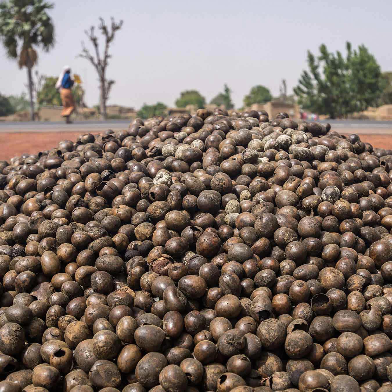 Aromatics International Shea Butter 8 oz | Natural Moisturizing Butter for Skin, Hair, and Body | Rich in Essential Fatty Acids and Antioxidants | Vegan and Organic