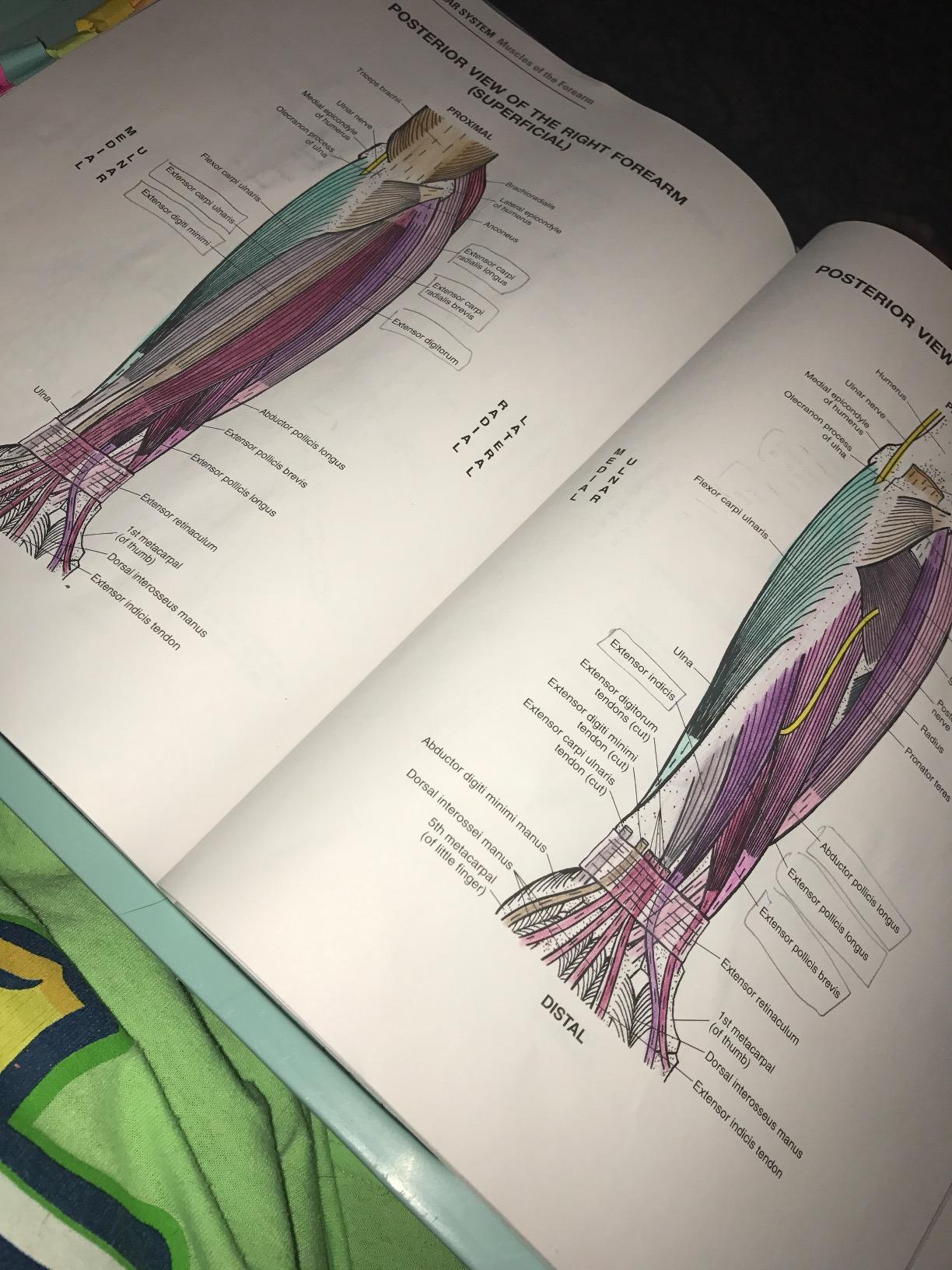 OT loves origins, insertions, actions, and views of muscles from superficial to deep