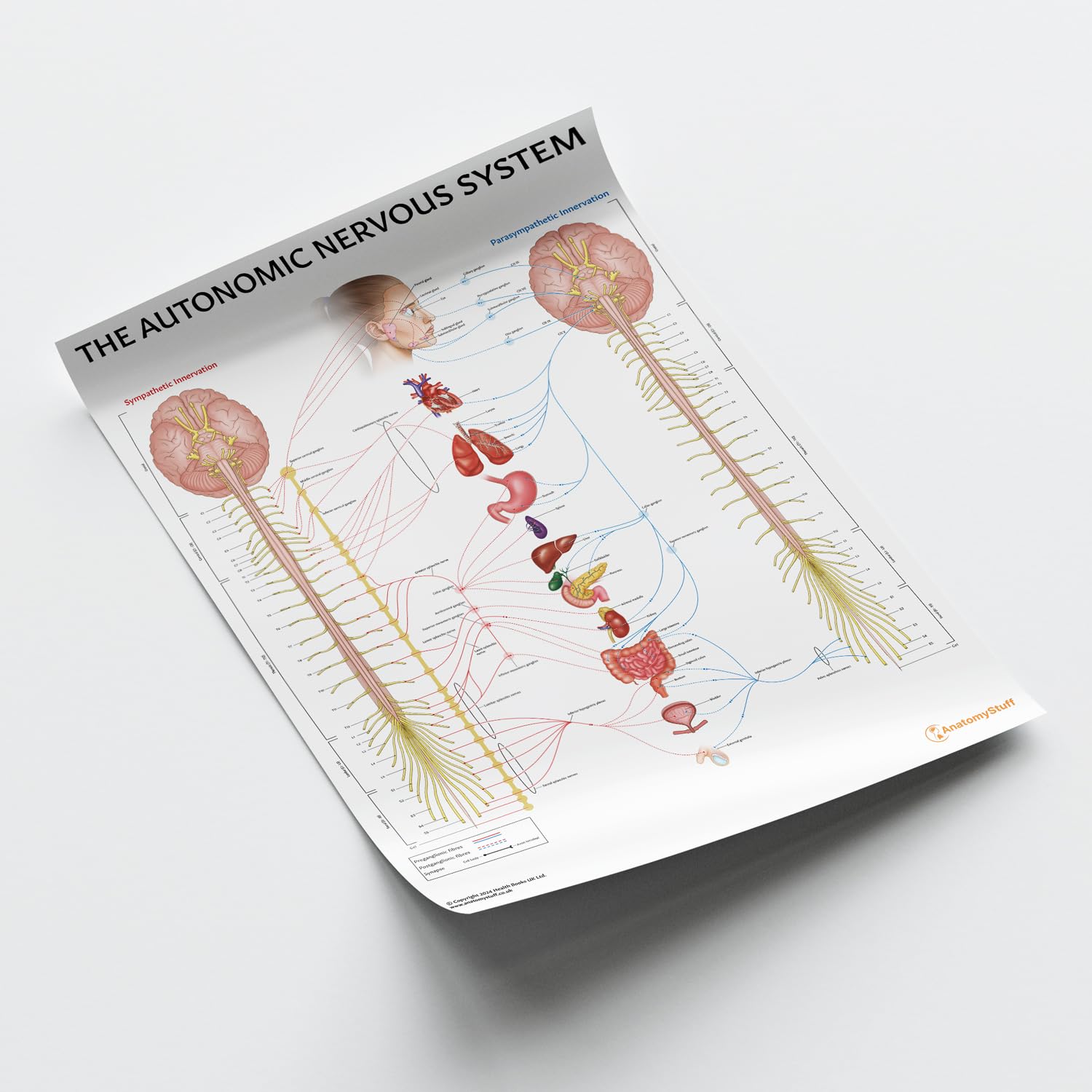 Amazon.co.jp: AnatomyStuff 自律神経系ポスター 45x60cm、18x24インチ