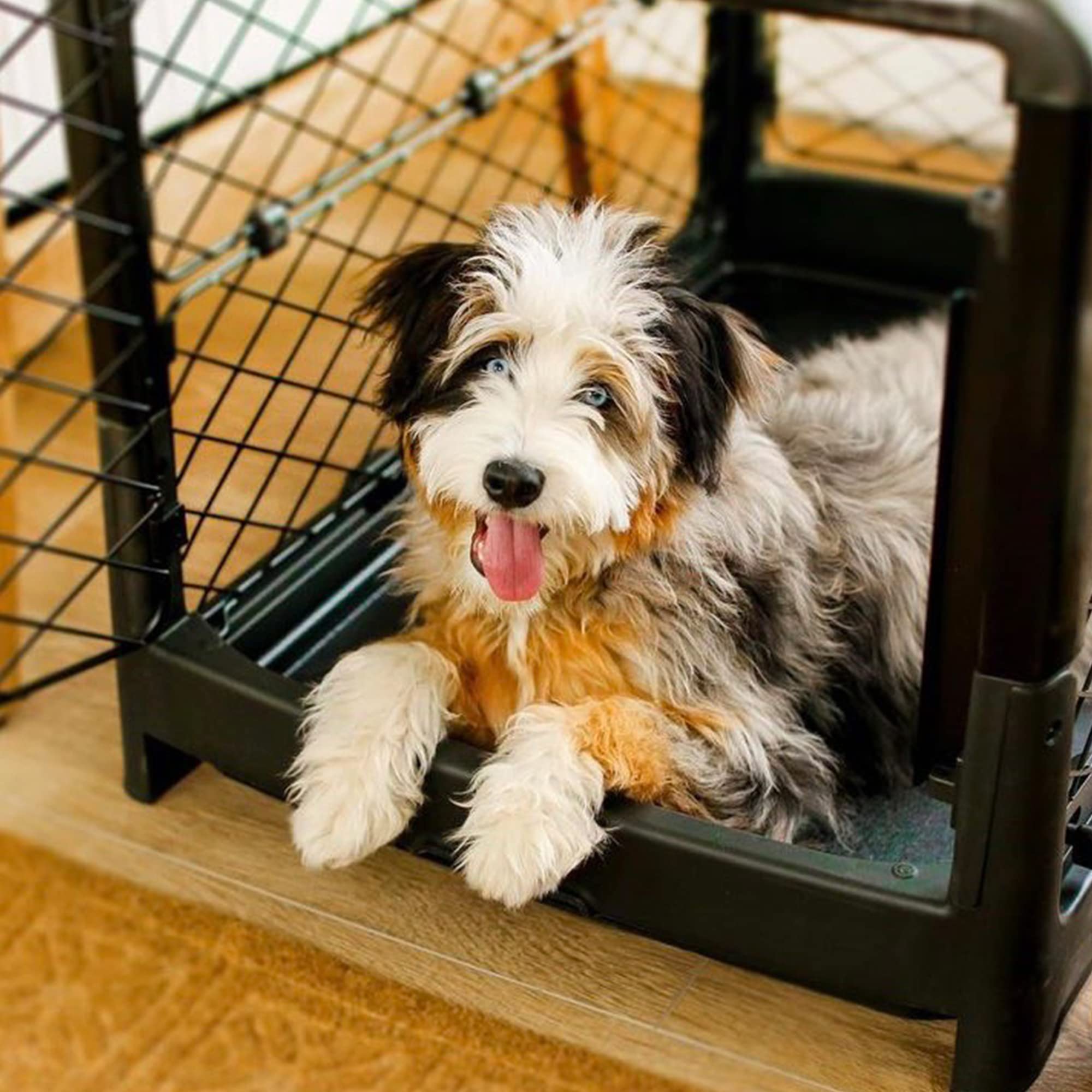 Diggs Revol Collapsible Dog Crate, Portable Dog Crate, Travel Dog Crate