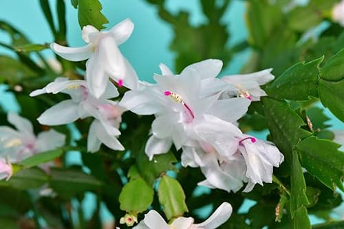Miniatura 10 de Planta viva de cactus de Navidad melocotón de 4 pulgadas. (4 en melocotón)