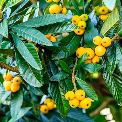 AKTRD Loquat Tree