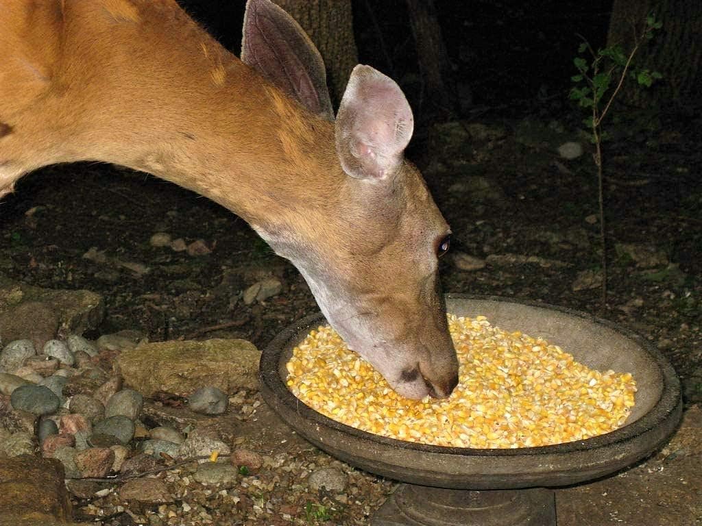 Premium Whole Corn Feed for Deer, Squirrels, Birds, Beef Cattles, Wildlife - 10LB (Double-Sealed)