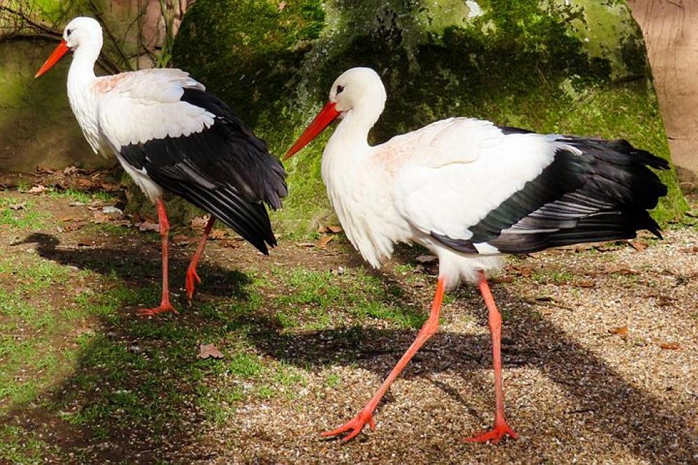 Diamond Painting Kits Full Drill Adults UK White-Bellied Stork Round Diamond Crystal Embroidery Gem Arts Craft for Beginners 5d DIY Home Wall Decor Gift(16inch×20inch)