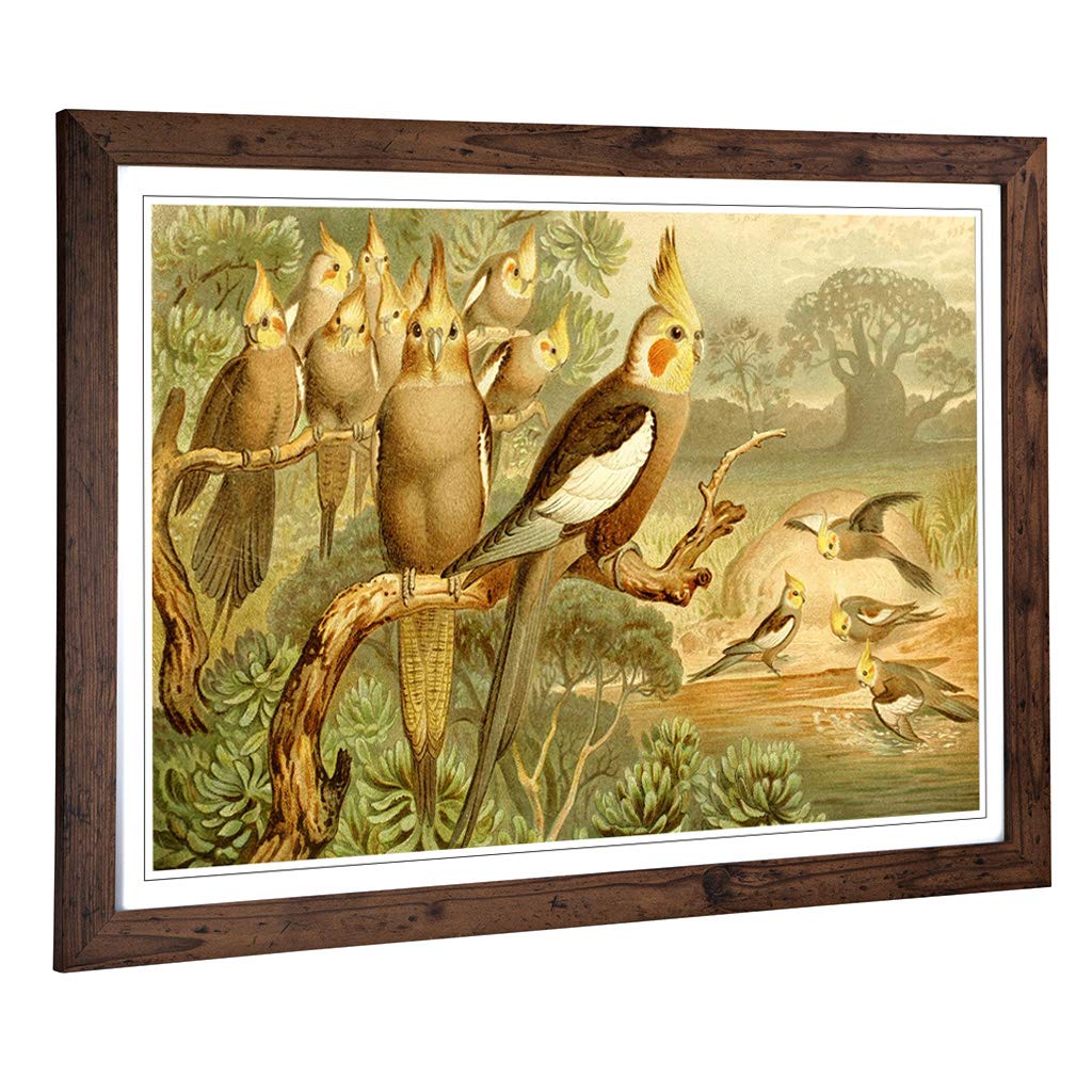 Big Box Art Framed Print of Vintage Brehms Tierlben Cockatiel Design | Wall Art Picture | Home Decor for Kitchen, Living Room, Bedroom, Hallway, Walnut, A2 / 24.5x18 Inch / 62x45cm