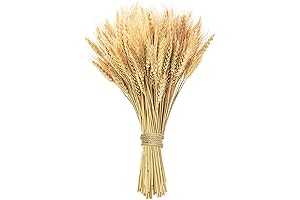 Dried Wheat Stalks, 17.7", 100 Natural Stems