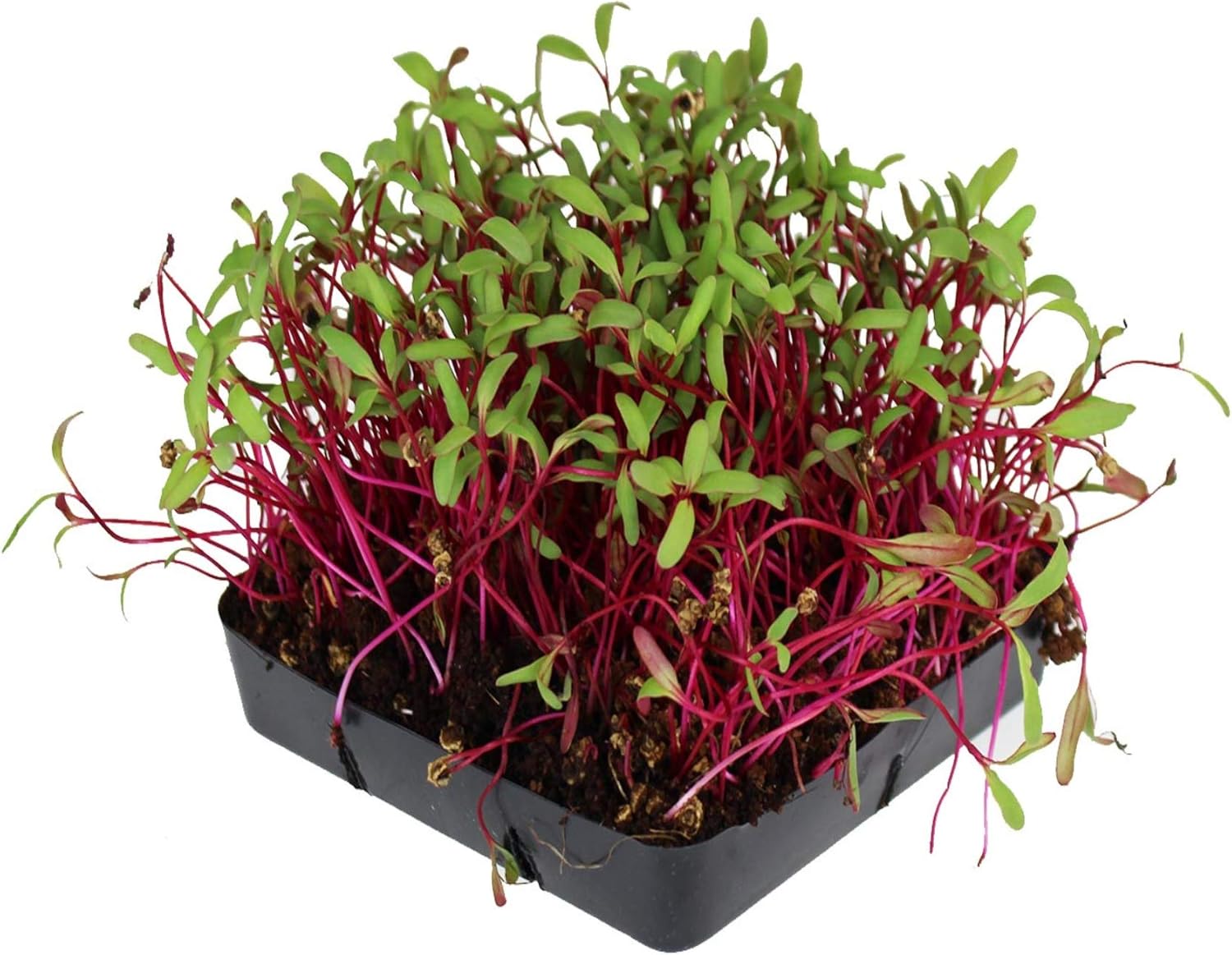 Detroit Dark Red Beet Seeds - Non-GMO Bulk Heirloom Seed for Growing Microgreens, Vegetable Gardening, Garden Salad Garnishes, More (5 Lb)