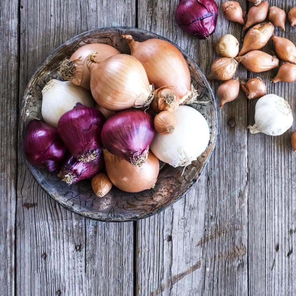 Rote Zwiebeln Wintersteckzwiebeln KüChenkräUter Samen GemüSe