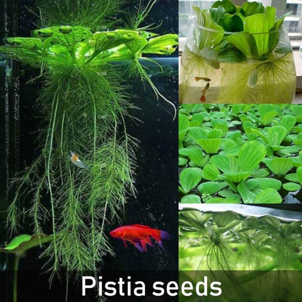 50 Pcs Dichondra Pistia Graines Jardin Étang Plantes Piscine Aquarium Réservoir Décoration Graines de Pistia