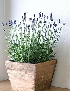 6 Natural Lavender Plants Aromatic Home Farming Garden Field Called Lavender