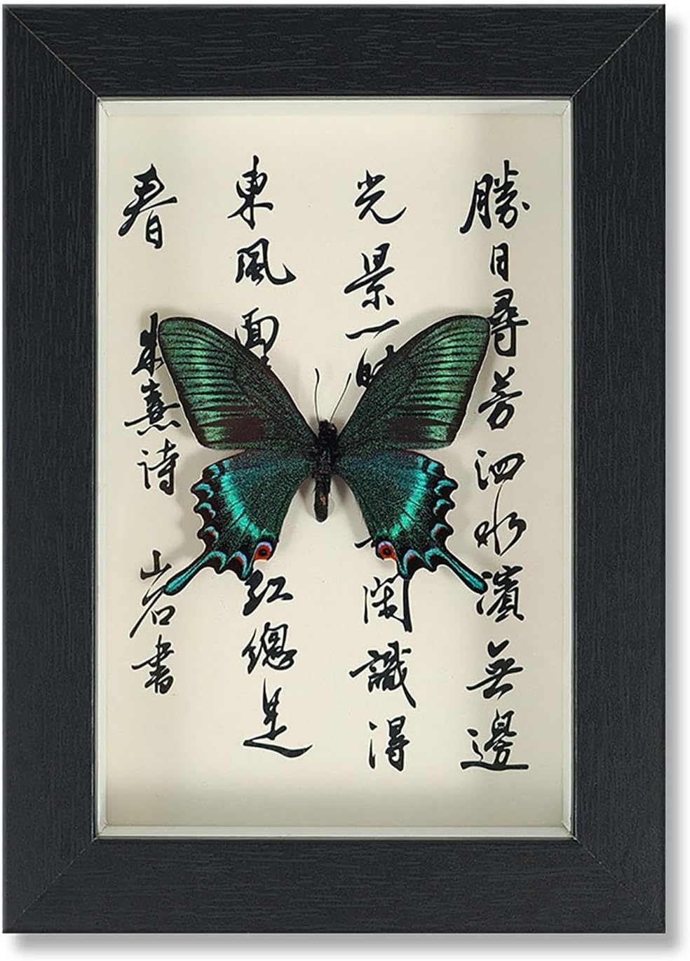 Butterfly Taxidermy Shadow Box Handmade Wood Shadow Box Insect Frame for Butterfly Collectors Home Decor Insect Bug(E)