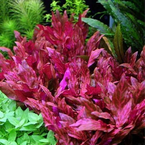 Miniatura 5 de Mainam 3 Diferentes Alternanthera Lilacina Anubias Nana Java Musgo Tropical de Agua Dulce Acuario Plantas Decoraciones 3 Días BUY2GET1FREE