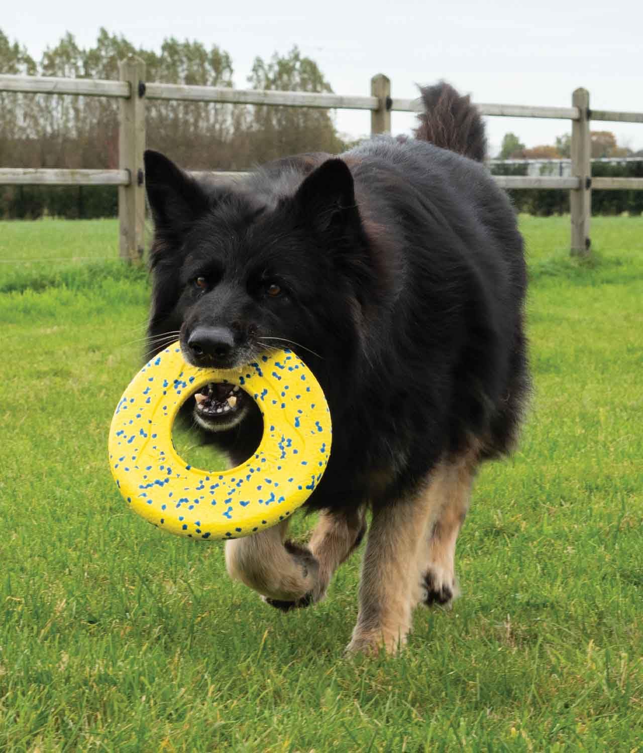 Zeus Disco Ligero y Resistente para Perros Nitro, 24 cm diámetro