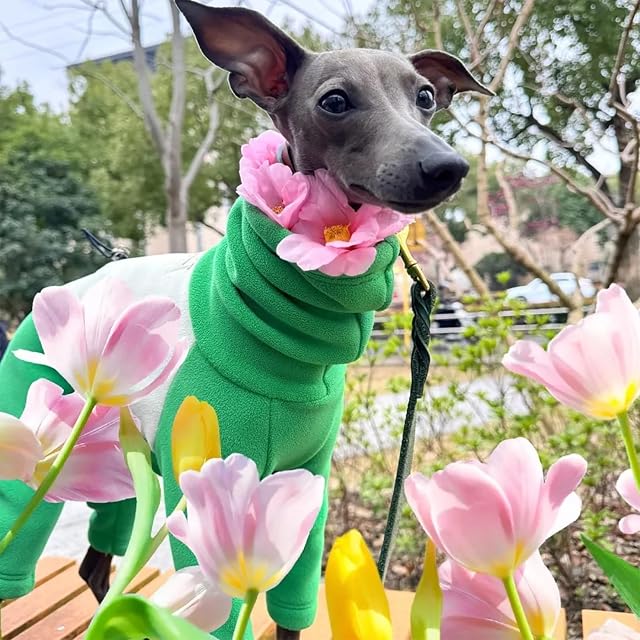 Foto 6 de 6 de IUOUTG Abrigo De Invierno De Galgo Italiano, Traje Térmico De Lana para Perros