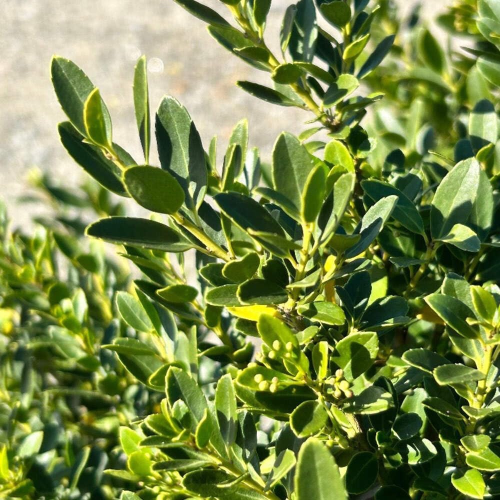 Hoogendorn Holly, 3 Gallon, Evergreen Shrub, Dark Green