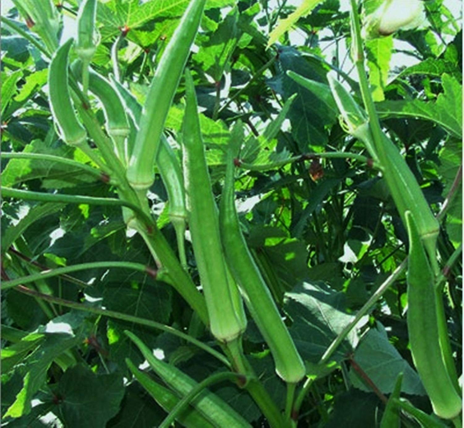 Golden Hills Farm Hybrid Vegetable Seeds : Hybrid Ladies Finger Seeds -Okra - Bhindi For Large Area Commercial- 100 Seeds (B07N5Q1MGQ) Amazon Price History, Amazon Price Tracker