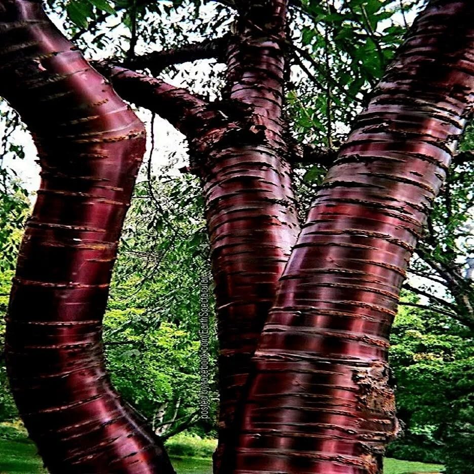 Amazon.com : HPGS 10 Seeds - Tibetan Paper Birchbark Cherry Tree