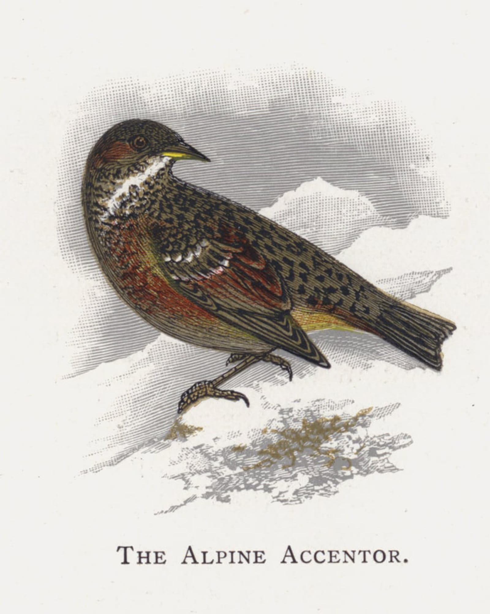 SERENDIPITP Aesthetic Poster Photo Wall Print Retro Picture the Alpine Accentor by Alexander Lydon Modern Wall Artwork for Home Decor 60x90cm