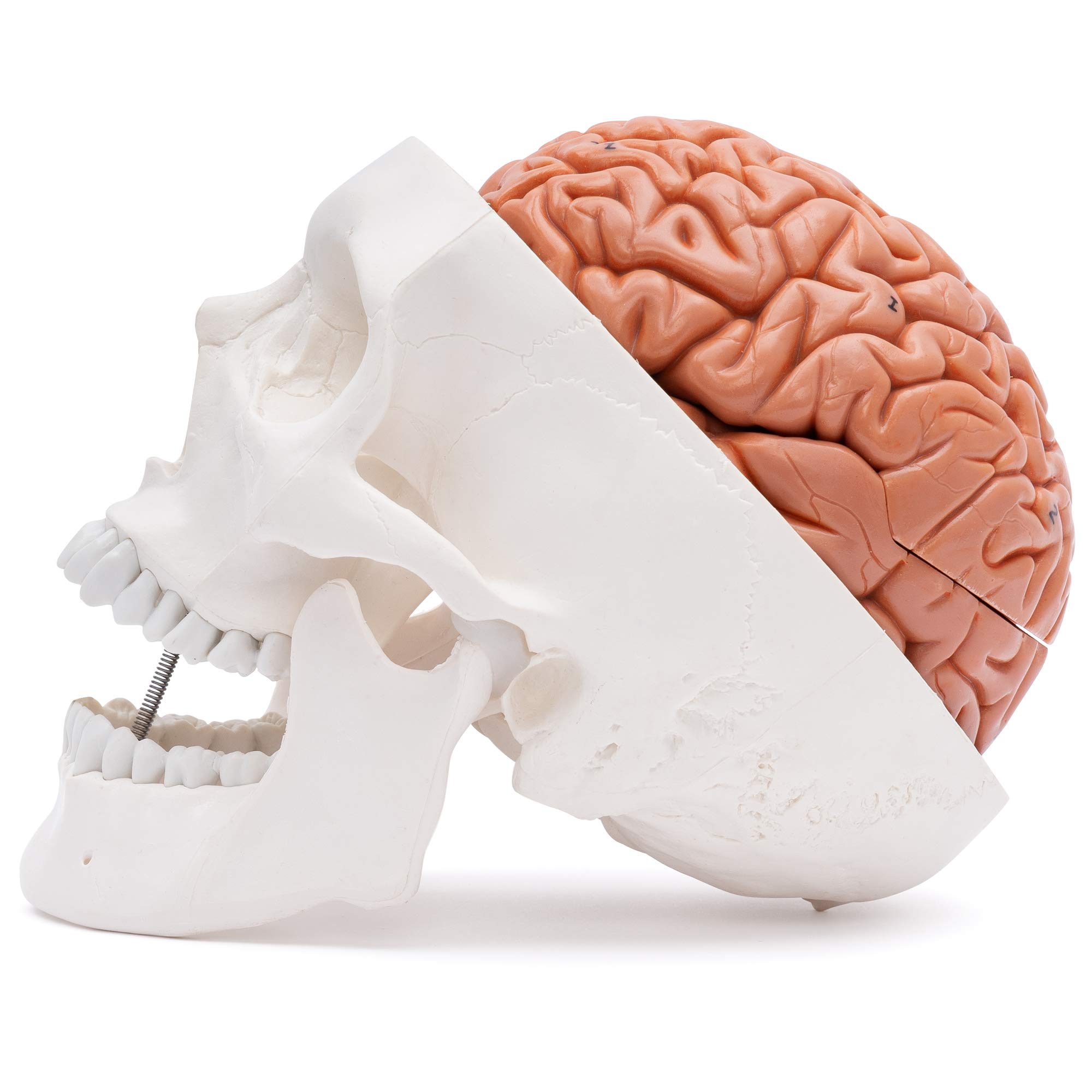 Cranstein A-236 anatomischer Schädel mit 8-teiligem Gehirn | Medizin Studium und Ausbildung | Totenschädel | Schädel Anatomie Modell | Schädel Modell