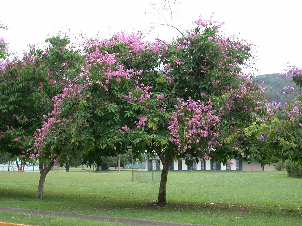 Creative Farmer Forest Seeds : Red Crepe Myrtle - Air Filtering Plant Home Garden Pack