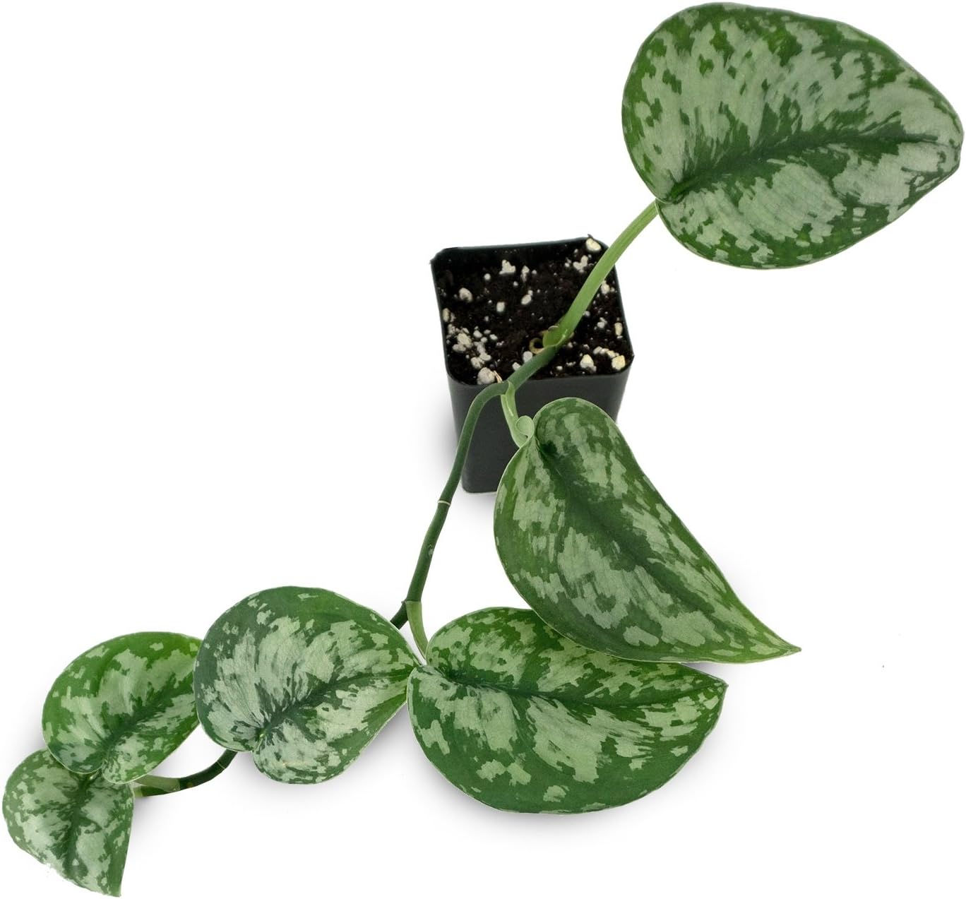 Scindapsus pictus - Silver Pothos
