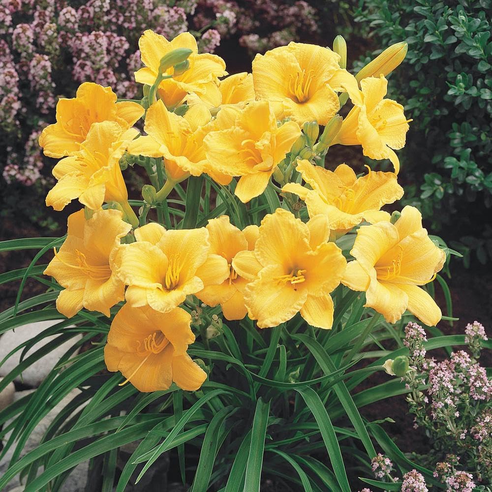 Flora Seeds Daylily Mix Imported Flower Bulbs, PACK OF 4 | Flower bulbs for Your Balcony & Terrace Garden