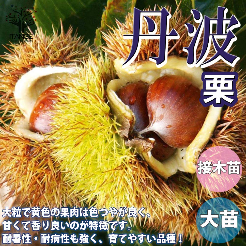 【植木・庭木・果樹】栗　クリ　くり　　6-1 Amazon.co.jp: ITANSE 栗の苗木 品種：丹波【品種で選べる果樹