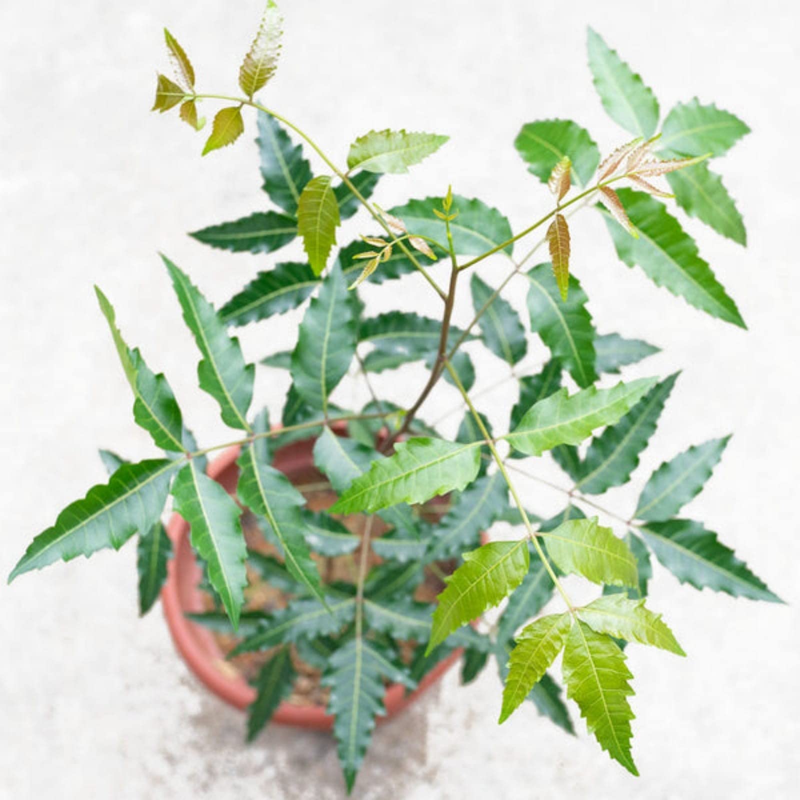 See full amazon price history chart for Guruji Plantation Live Neem Tree Beautiful Plant with Plastic Pot (Pack of 1) Guruji Plantation Live Neem Tree Beautiful Plant with Plastic Pot (Pack of 1) (B0C4JQPRNX) Amazon Price History, Amazon Price Tracker
