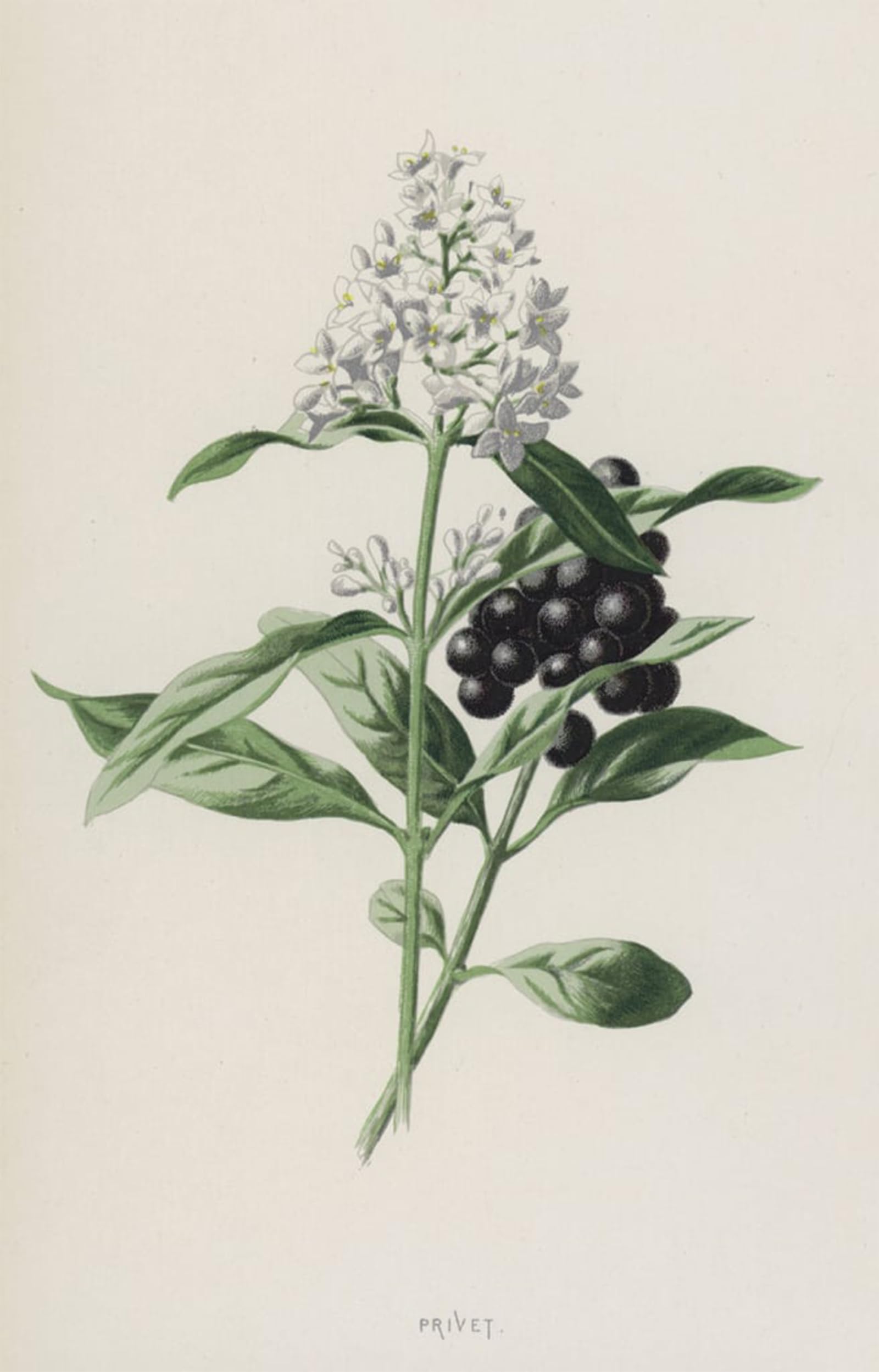 SERENDIPITP Retro Picture Poster Wall Art Pictures Painting Privet by Frederick Edward Hulme Wall Art Canvas Print for Wall Decor 60x90cm