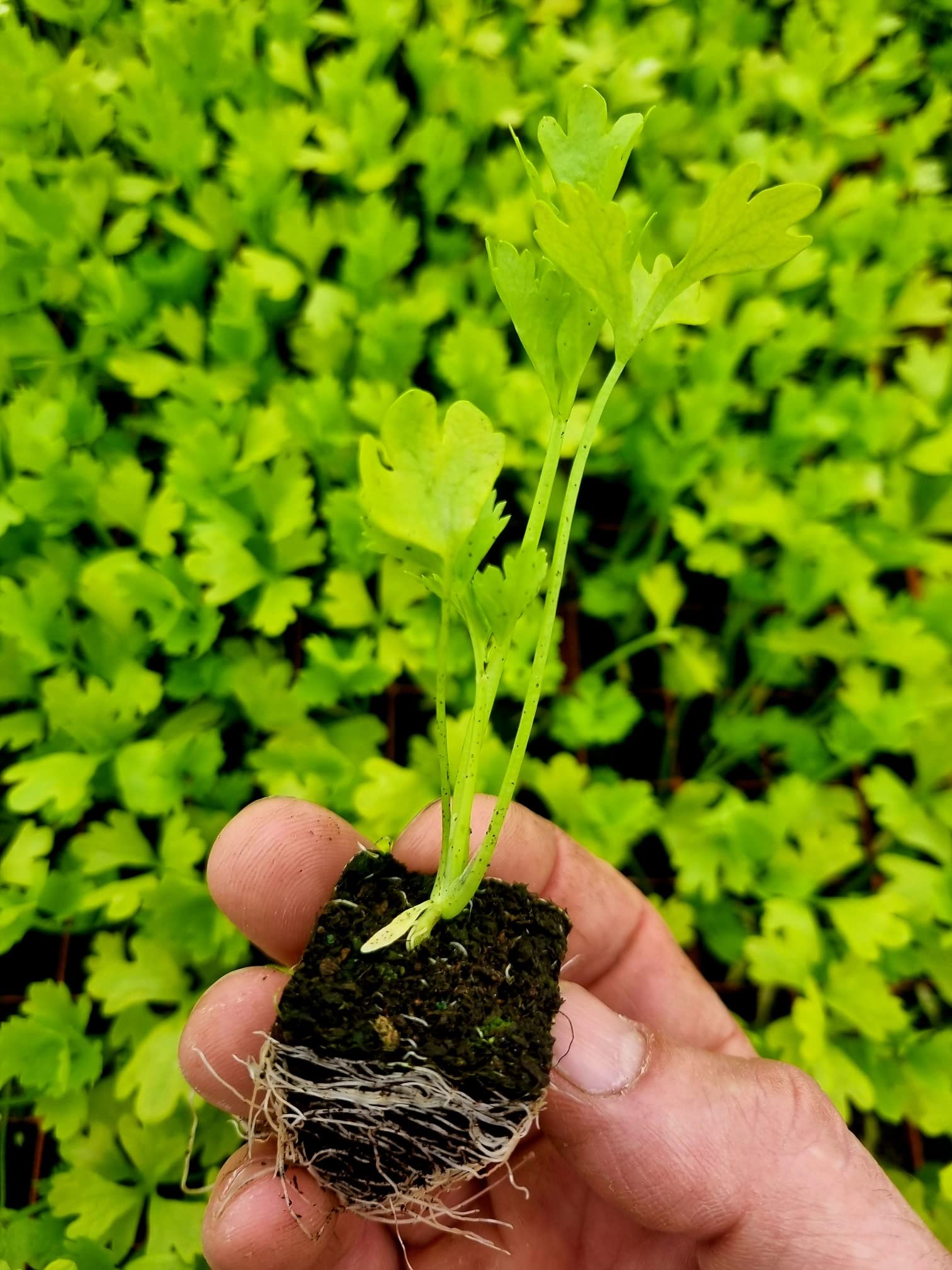 Celery Plug Plants - Grow Your Own from Our Premium Quality Plants (3)