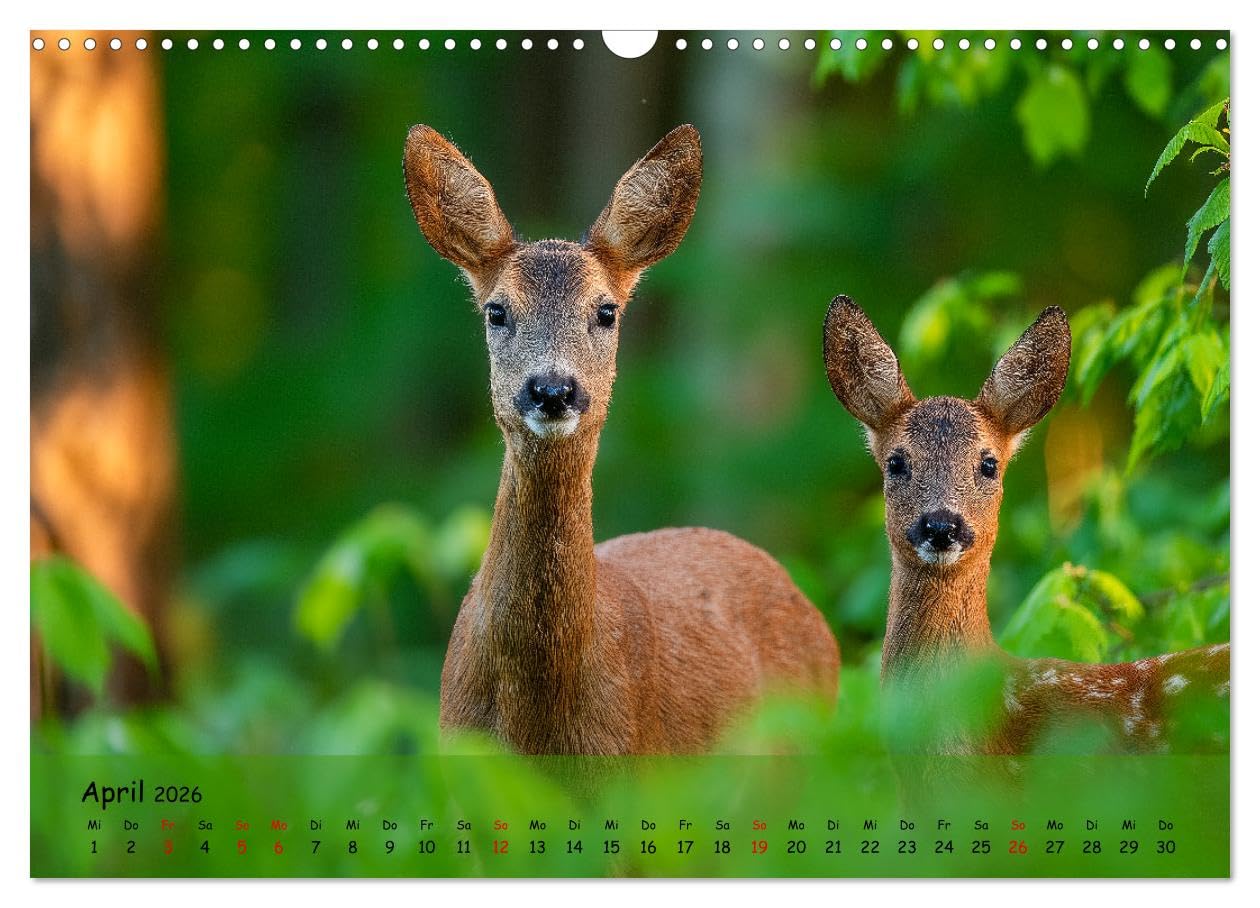 Jagd und Natur - Kalender für Jäger mit Wildtieren Deutschlands im Jahreslauf (Wandkalender 2026 DIN A3 quer), CALVENDO Monatskalender: ... in ihrer schönsten Form. (CALVENDO Natur)