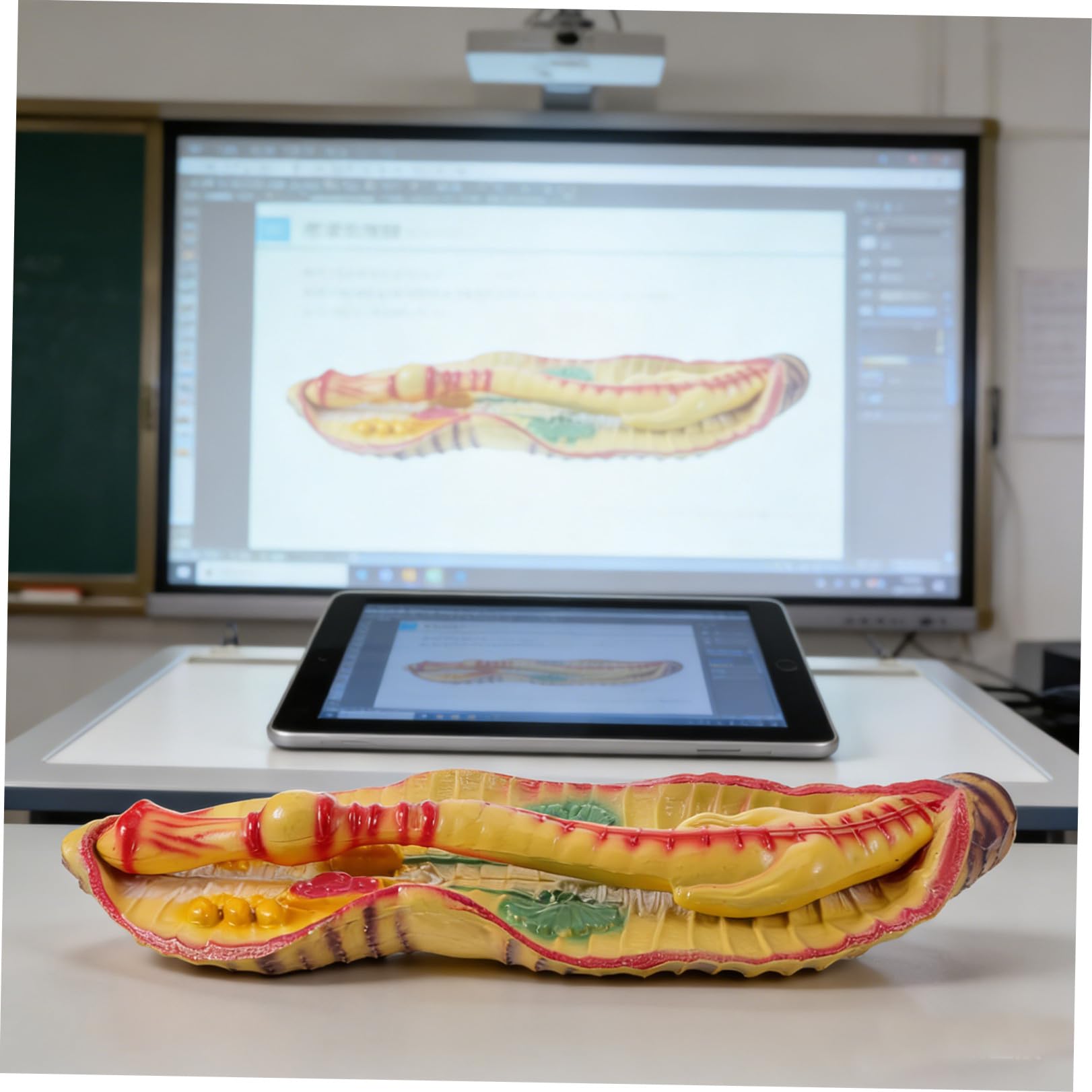 Sosoport Modello di Anatomia di Verme Ingrandito in Plastica, Design Portatile e Realistico per Laboratorio di Biologia Scolastica e Kit Educativi Scientifici