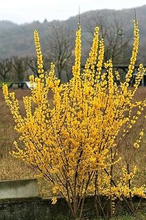 Dormant Forsythia Plants Live, Forsythia Plant Well Rooted 6-10 Inch Tall, Lynwood Gold Forsythia Bush for Outdoor Growing