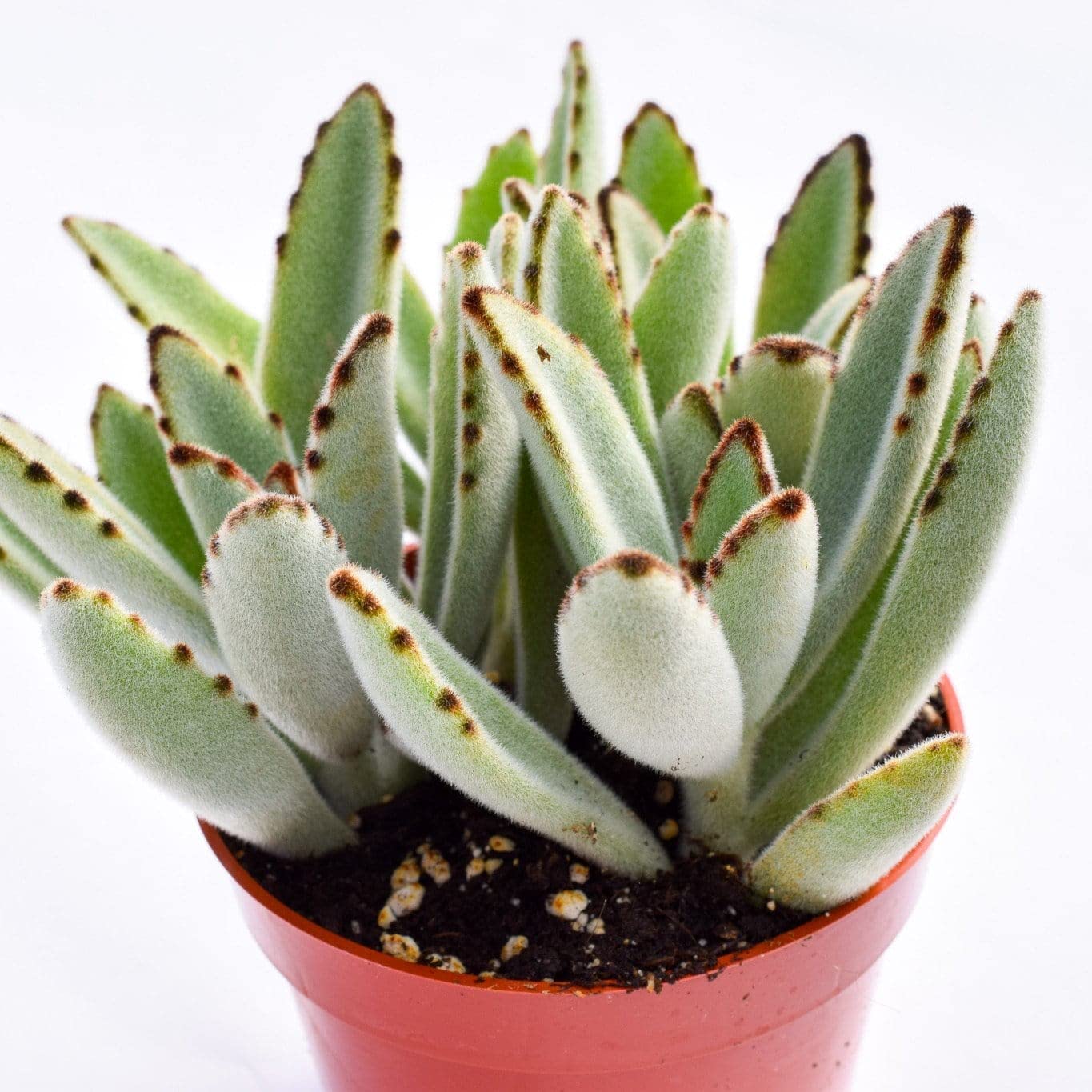 snake plant seeds Live Sansevieria Subspicata Concinna - Snake Plant