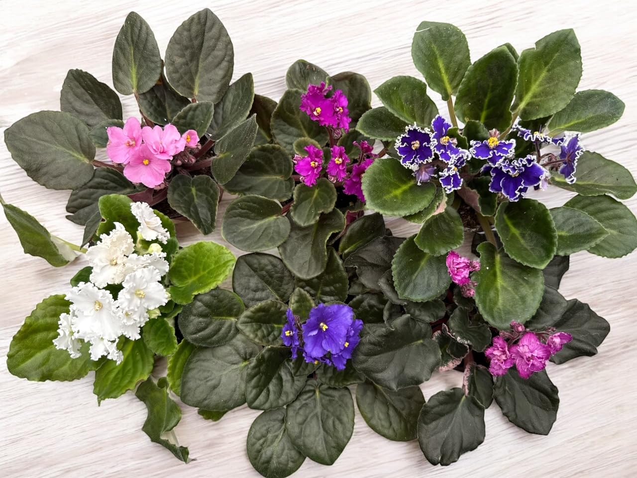 Generic 3-Pack African Violets by La Costa Plants