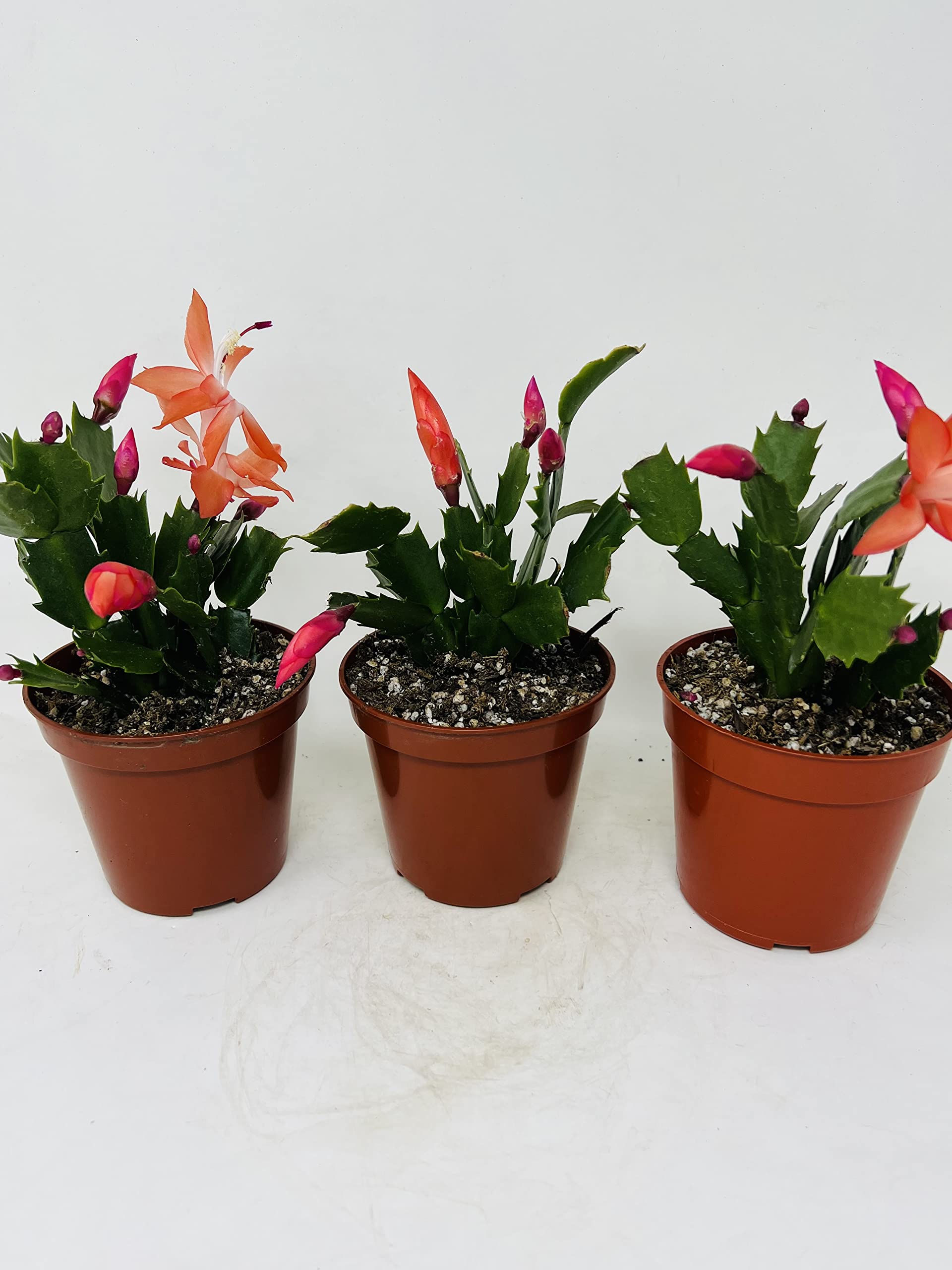 Three Christmas Cactus Red Bloom- 4" Pot- Zygocactus Plants