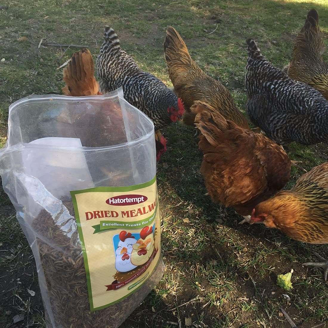 10lbs Bulk Non-GMO Dried Mealworms for Reptile , Tortoise ; Amphibian ,Lizard ;Wild Birds; Chichens; Duck etc : Pet Supplies