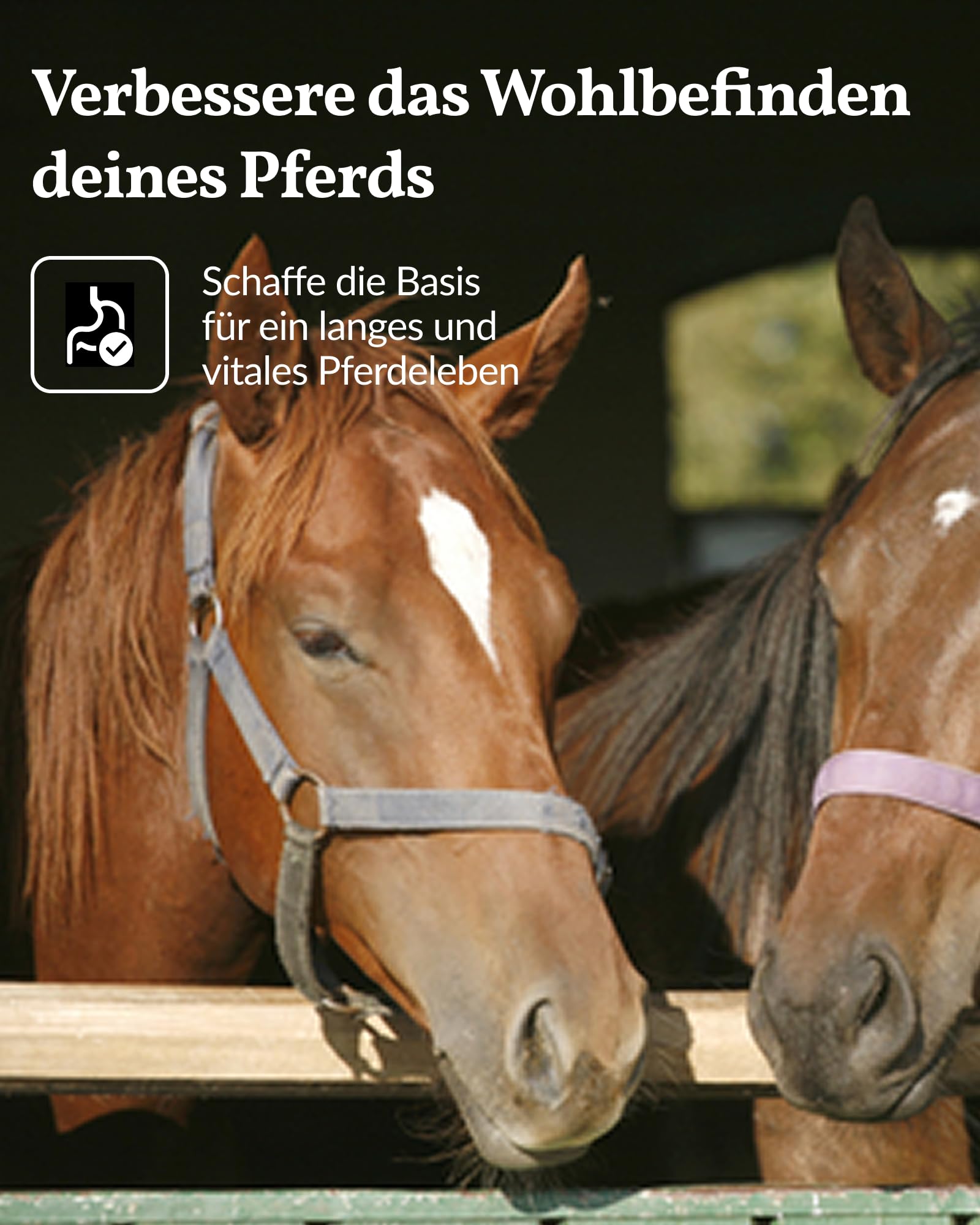 vetevo Allergietest Plus Pferd, Unverträglichkeitstest Pferd, bei tränenden Augen, Haarausfall, Husten & Atemproblemen, 290+ Unverträglichkeiten