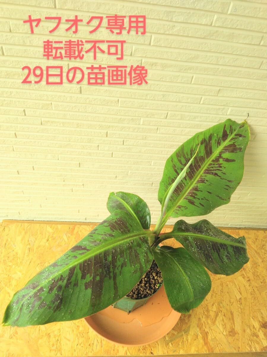 バナナ苗 ドワーフブラジリアン 貴重品種！