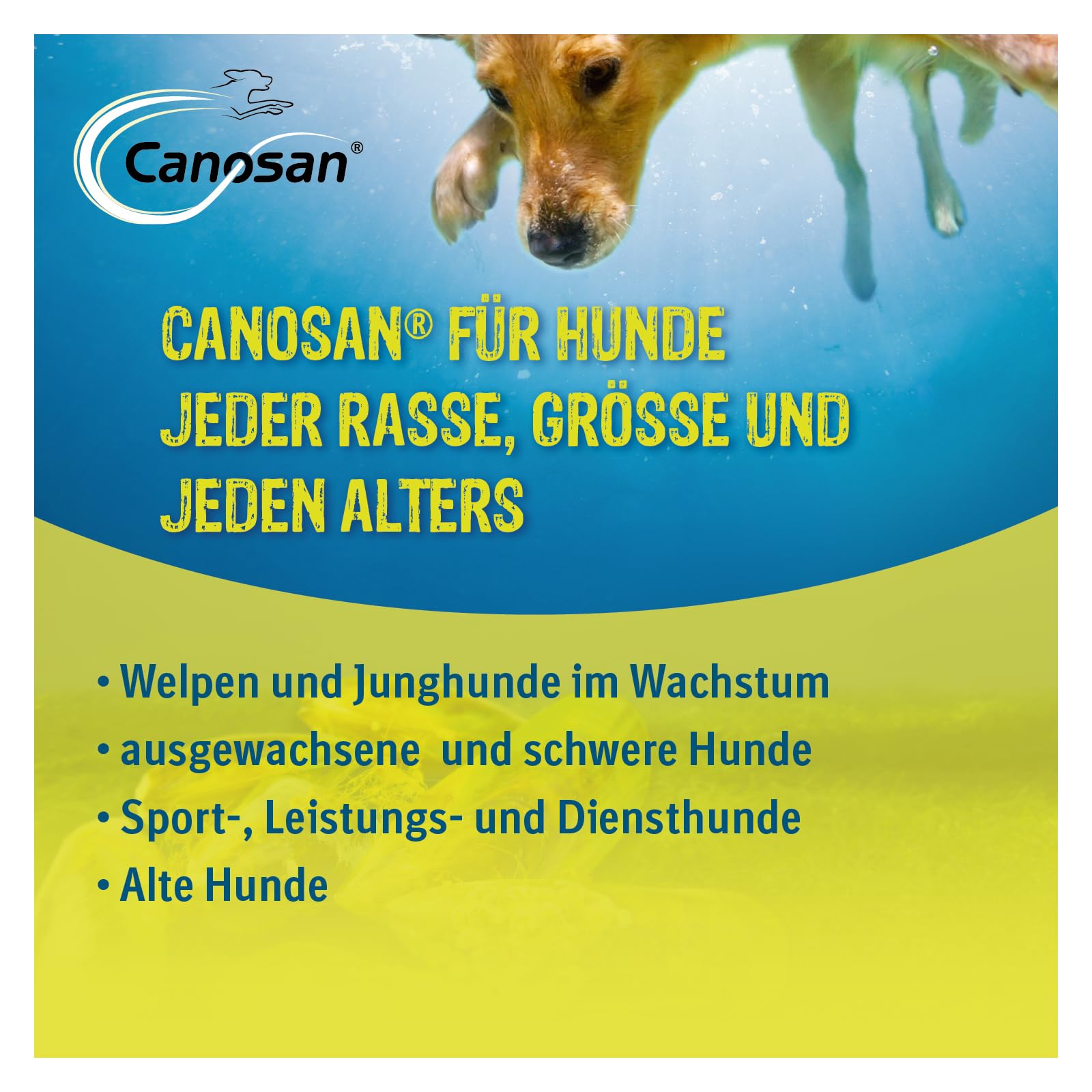 CANOSAN Gelenk Kautabletten 2x30 STK. für Hunde - Grünlippmuschel | Original Gonex - zur Unterstützung von Gelenken & Beweglichkeit