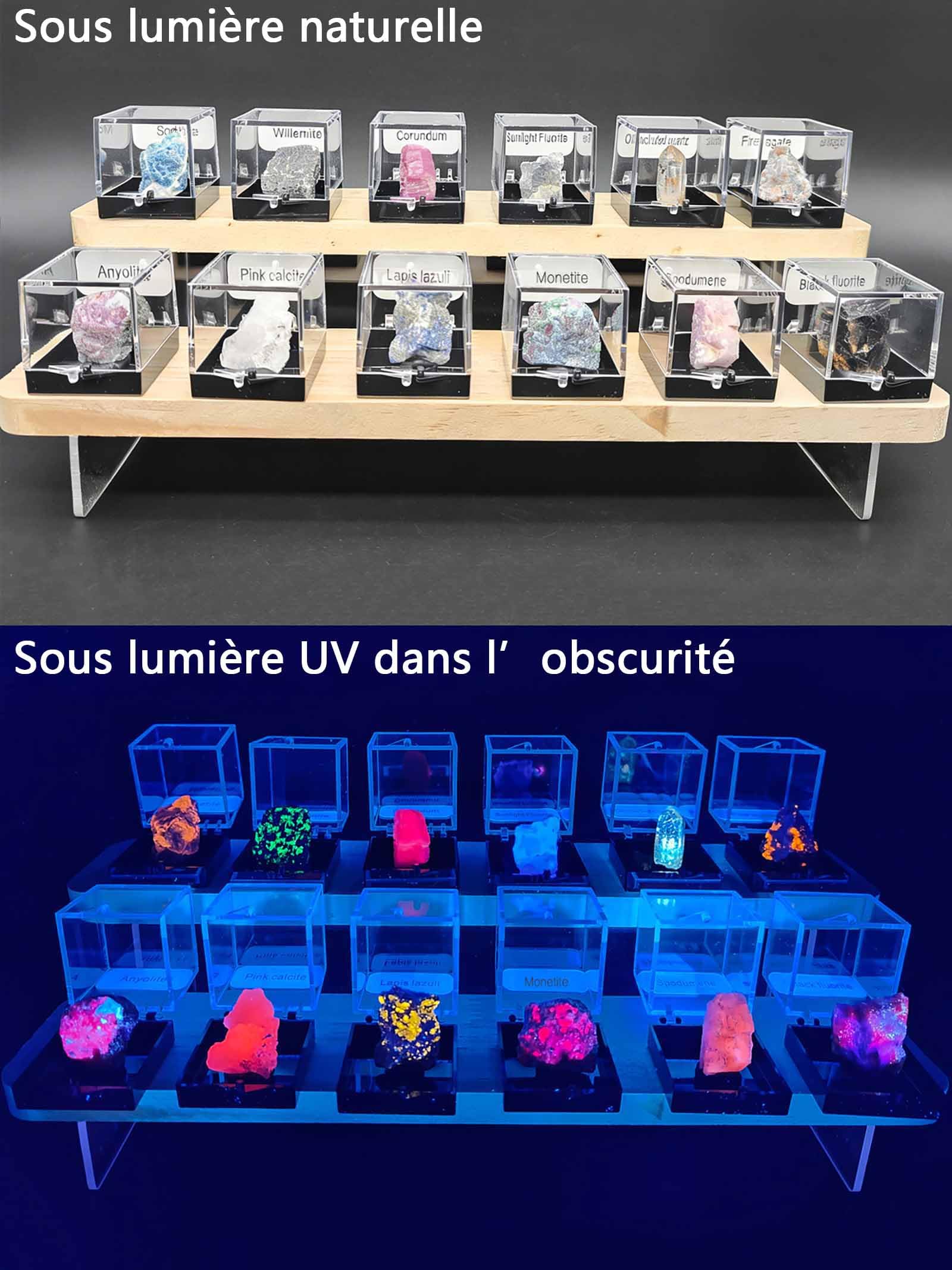 Fluorescent Mineral Specimens Set – 12 Natural UV Reactive Rocks with UV Torch and Display Stand, Geology Rock Collection for Stem Science Study, Educational Gift for Students & Collectors