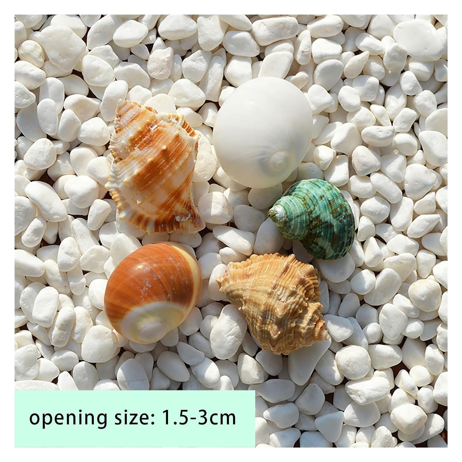 NINHFTDROU Decorazione conchiglia Gusci di granchio eremita Dimensioni apertura 0,6~2 pollici Forniture for granchio eremita Gusci di granchio eremita naturali