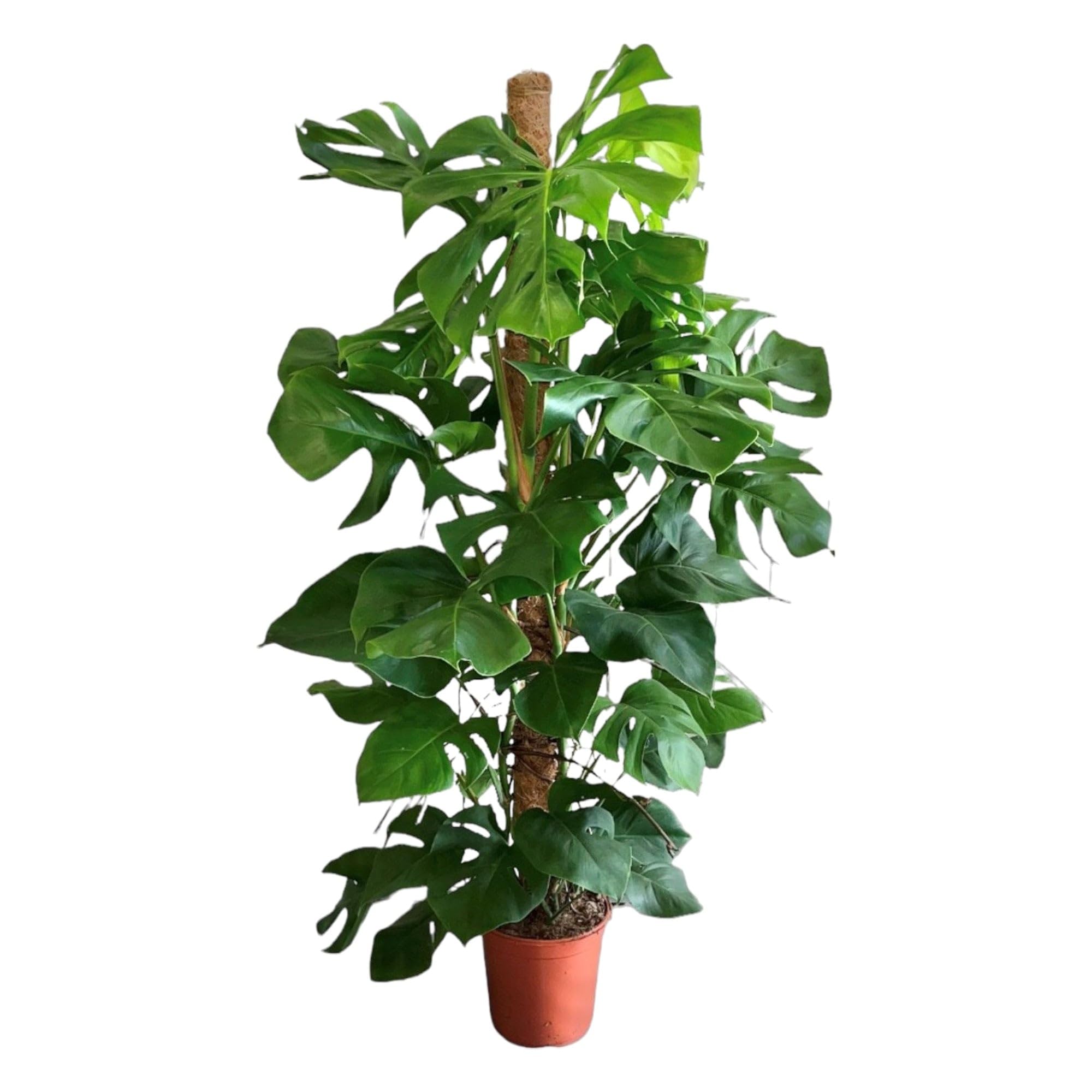 Trendyplants – Monstera Deliciosa – Pianta forata – Altezza 140 – 160 cm – Dimensione vaso Ø 27 cm