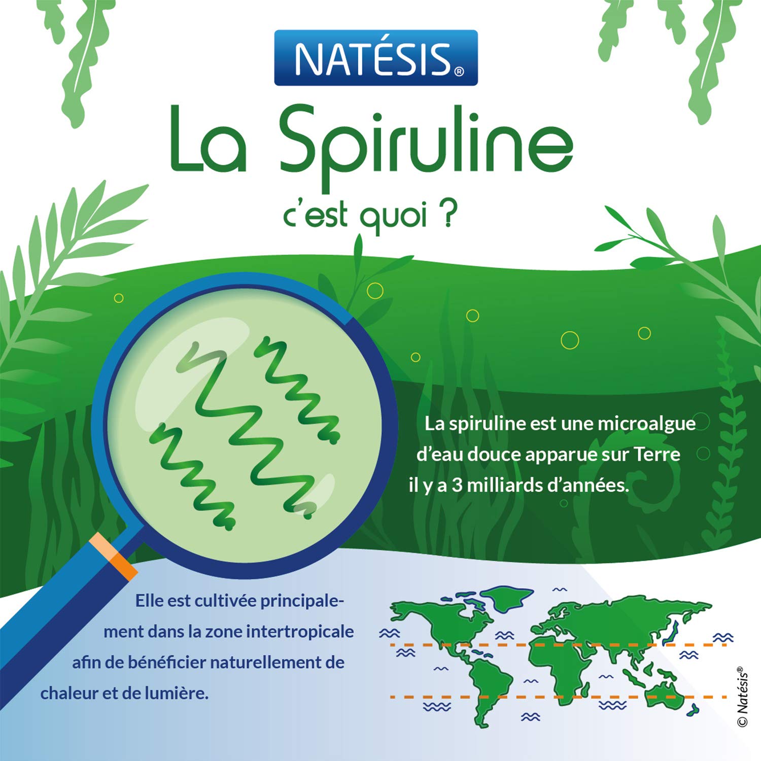NATESIS — Spiruline & Chlorella Bio 50/50 — 250 comprimés 540 mg — Complément alimentaire bio et vegan — Vitalité, digestion, immunité — Flacon en verre brun — 135 g