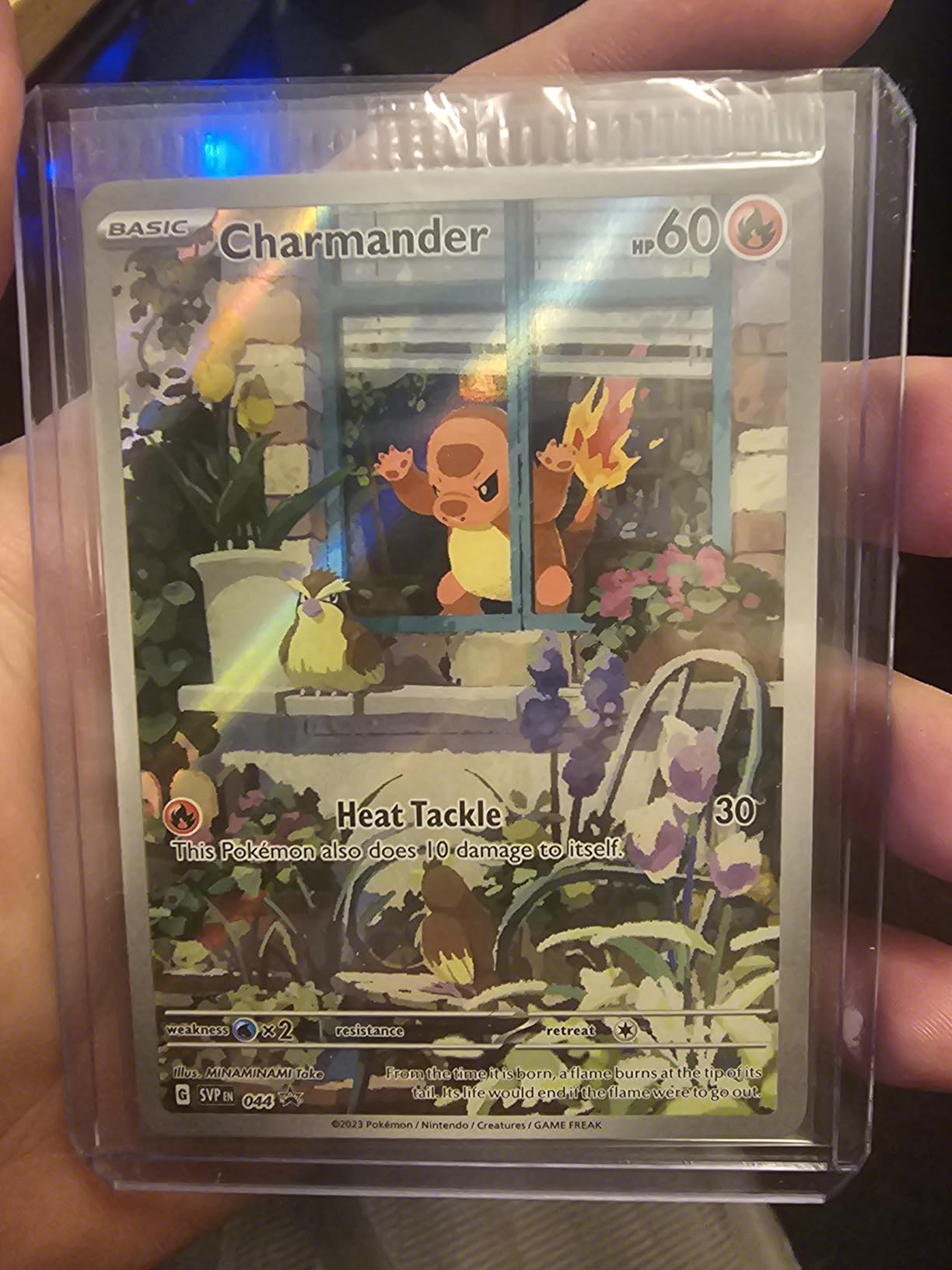 Pokemon - Charmander SVP044 - Obsidian Flames ETB UK | Ubuy